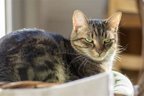 Domestic Marble Cat Relaxing In Sunlight Eye Contact Stock Image