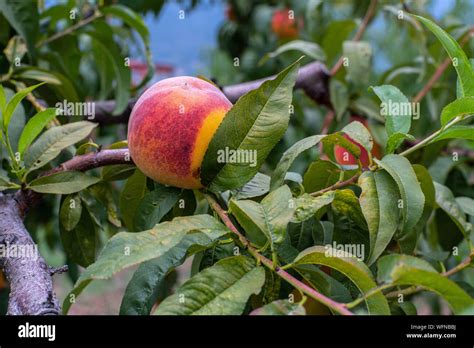 Tree Of Ripe Organic Peaches Ready For Harvest Stock Photo Alamy
