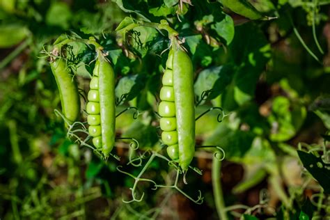 3 Main Types Of Peas For Your Garden