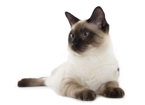 Siamese Tabby Pointed Cats Cat Breeds
