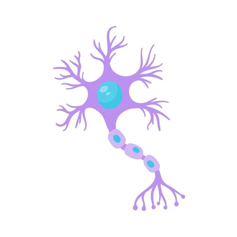 Modelo De Neurona Sensorial Humana Para Estudios De Biología 6410164