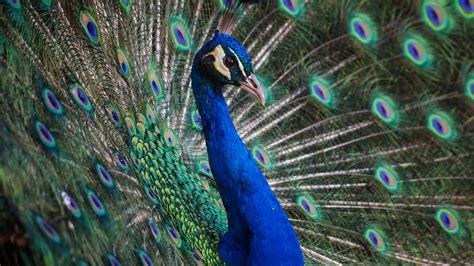Benign Colorful Peacock 5K Wallpapers | HD Wallpapers