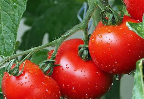 Seperti yang diketahui, buah tomat sendiri memiliki banyak manfaat untuk kesehatan tubuh, mulai dari menjaga kesehatan kulit, menurunkan. manfaat buah tomat untuk wajah hd 1 | Tanaman tomat, Tomat ...