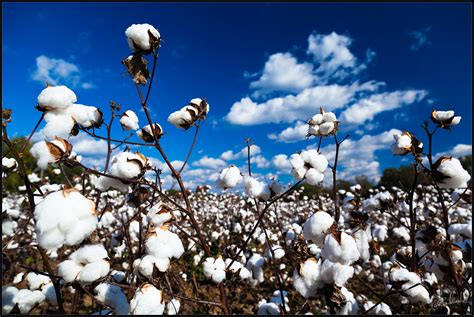 Cotton Plantation Foto And Bild North America United States Southern