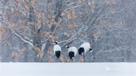Three Snow On Crane Bing Theme Wallpaper Preview