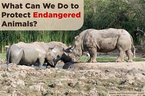 What Can We Do To Protect Endangered Animals Earth Reminder 2022