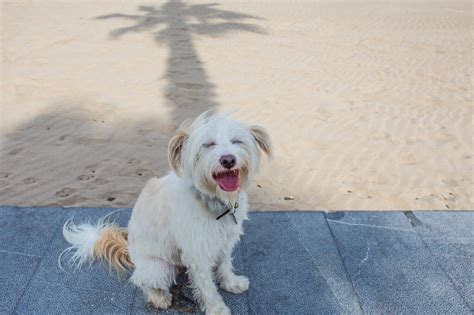 Cómo quitar los nudos a un Bichón Maltés Vimar Alfambra