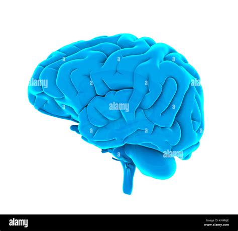 Anatomía Del Cerebro Humano Aislado Fotografía De Stock Alamy