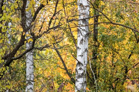 Birch Trees Woods In Autumn Sunny Nordic Nature Stock Image Image Of