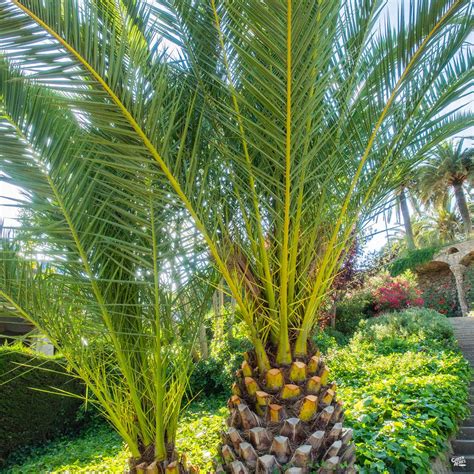 Canary Island Date Palm — Green Acres Nursery And Supply