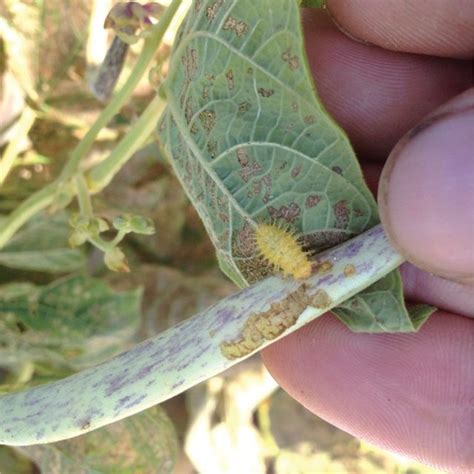 The larvae pass through four growth stages and then attach to some object and pupate in their last larval skin. Mexican bean beetle larva, parasitized by Pediobius ...