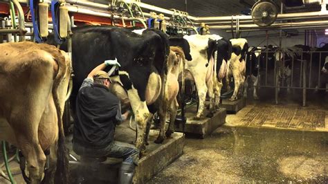 The low range is typical of a. Milking time at Mosnang Holsteins. - YouTube