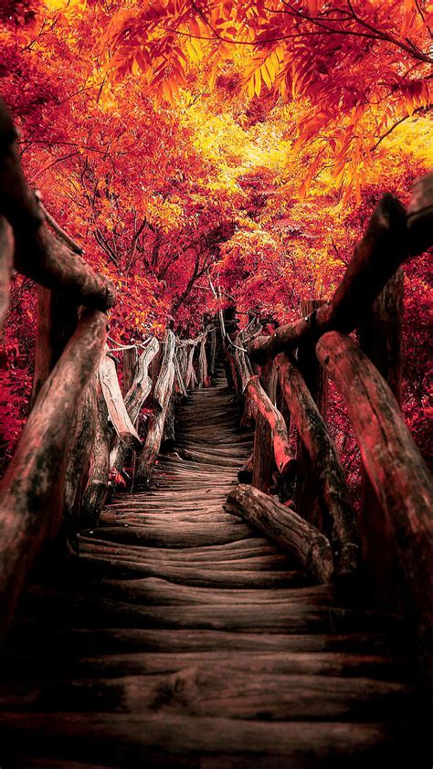 Old Bridge Autumn Bridge Fall Landscapes Nature Season Tree