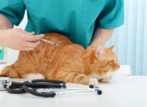 What To Know Before Buying Pet Insurance For Cats
