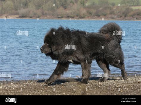 Dog Tibetan Mastiff Do Khyi Tibetdogge Adult Walking On The Edge Of