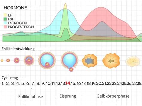 Der eisprung erfolgt wahrscheinlich am 14. 27 Best Pictures Wann Genau Sind Die Fruchtbaren Tage ...