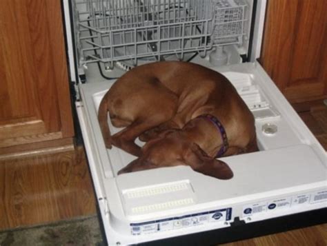 Dogs Sleeping In Unusual Places List