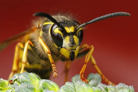 Common Wasp Photos Common Wasp Images Nature Wildlife Pictures