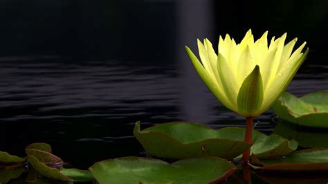 Lotus Flowers On Lake Water 14 Stock Footage Sbv 336977343 Storyblocks