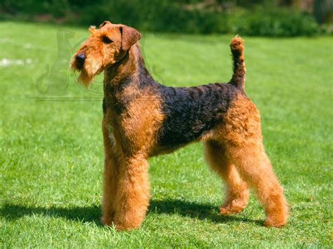 Airedale Terrier 3 - Pet Paw