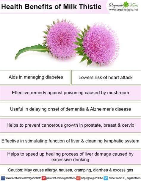 Milk thistle side effects are uncommon, but it's good to read up and make an informed decision. The 25+ best Milk thistle benefits ideas on Pinterest ...