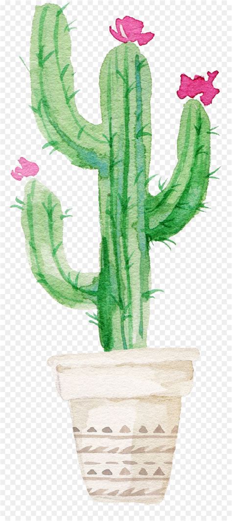 Flowering plants rely on pollination for reproduction, where as nonflowering plants rely on dispersion to continue their life cycle. Succulent plant Watercolor painting Drawing Cactaceae ...