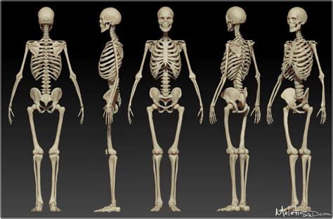 Human anatomy is the study of the structures of the human body. Ossos do Corpo Humano: entenda o sistema esquelético