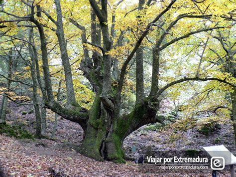 Create a free family tree for yourself or for jorge hervas and we'll search for valuable new information for you. El Otoño Mágico en el Valle del Ambroz