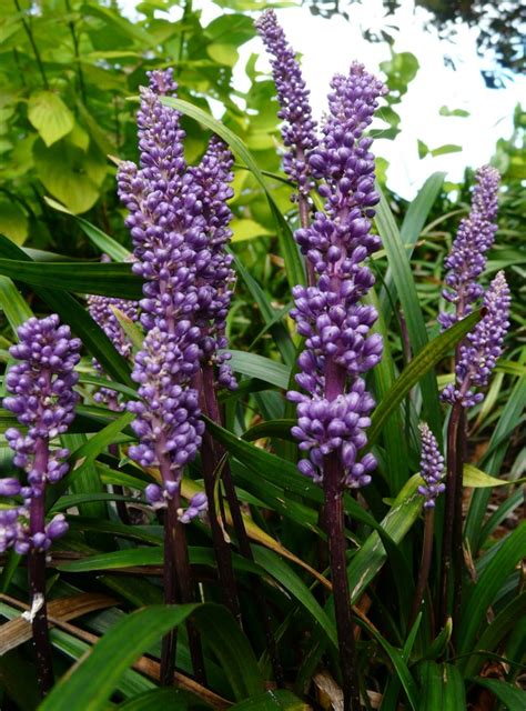 Purple Flowers Image