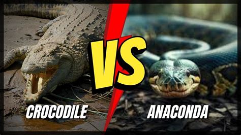 Anaconda Vs Alligator Giant Anaconda Wildlife Youtube Wildlife