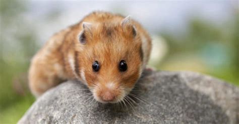 Types Of Syrian Hamster Breeds Hamster Care Guide