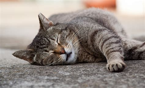 Observation of the cat's respiratory rate and pattern as well as any respiratory noises may give insight to the source of the cough. Senior Cats: A Few Things To Keep In Mind | PetMD