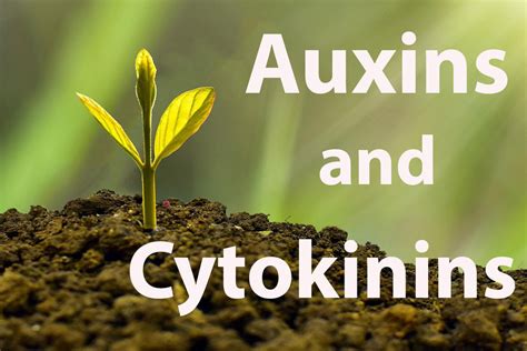 Auxins And Cytokinins Whats The Difference How Do They Work