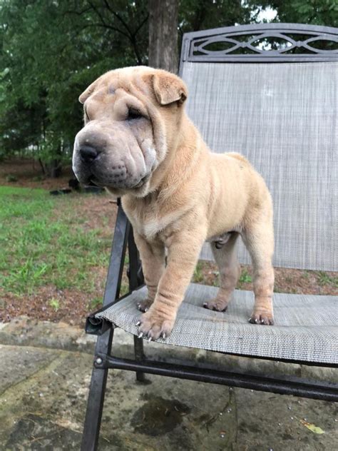 Chinese Shar Pei Puppies For Sale Vineland Nj 281155