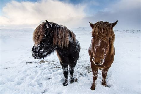 About Icelandic Purebred Horses | Icelandair Hotels | Magazine