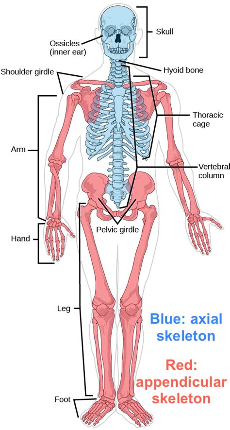 The axial skeleton, which contains the bones along the long axis of the body (i.e., the head and the torso) and the appendicular skeleton, which includes the bones of the appendages. Doctor, Author at Body Diseases | Page 3 of 142