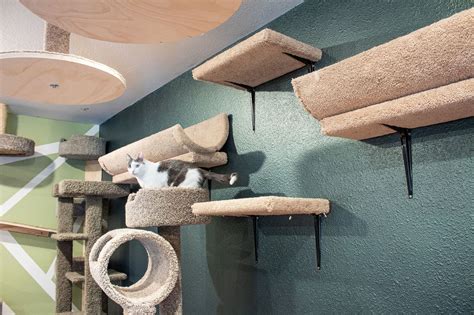 Amazing Cat Superhighway From The Catification Couple Cat Wall