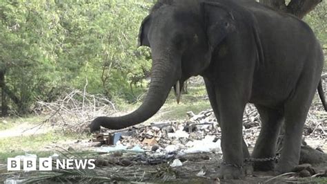 Tourist Killed On Elephant Ride Bbc News