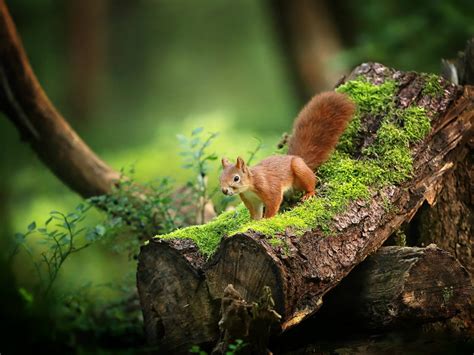Wallpaper Cute Squirrel Moss Forest 1920x1440 Hd Picture Image
