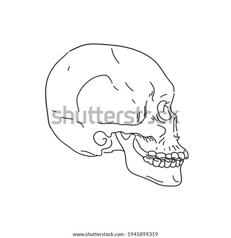 Human Skull Side View Hand Drawn Stock Vector Royalty Free 1945899319
