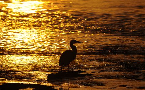 Bird Sunset Mood Bokeh Reflection Sparkle Water Beach Beaches