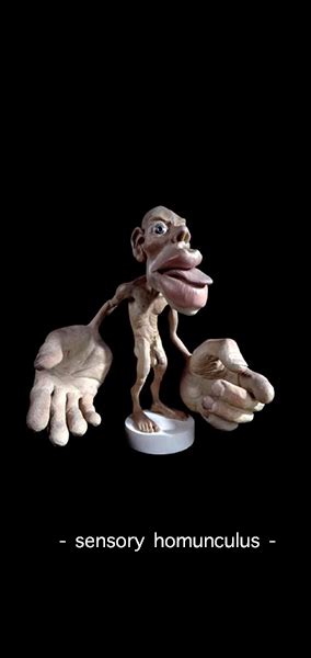 homunculus
