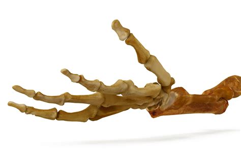 Human Arm Bones 3d Model By Renderbot Llc