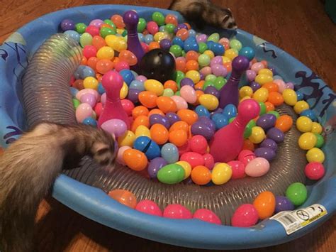Easter Fun For Ferrets Easter Fun Spring Celebration Food Animals