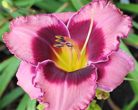 Hemerocallis Macbeth