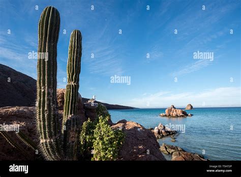 Cactus And Gull Espiritu Santo Island Baja California Sur Mexico Stock