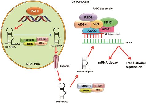 Telomerase An Accomplice Of Rna Induced Silencing Complex In