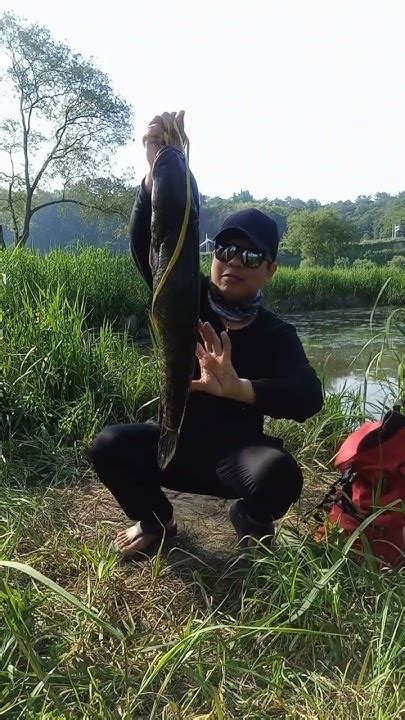 3 Kilograms Snakehead Fish Deoskychannel8823 Shortsbeta Youtubeshort