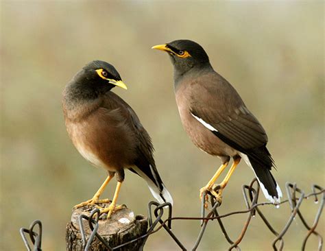 Common Mynah For Sale