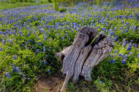 An Old Stump In A Field Of Texas Bluebonnet Wildflowers Stock Image